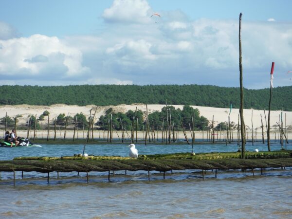 bassin arcachon