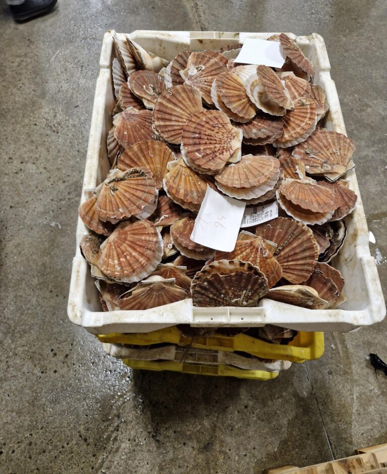 1000031114